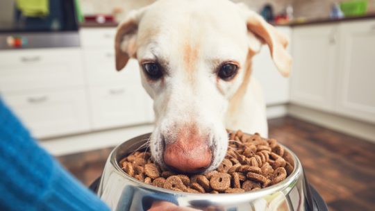 Une bonne santé canine grâce à l’alimentation