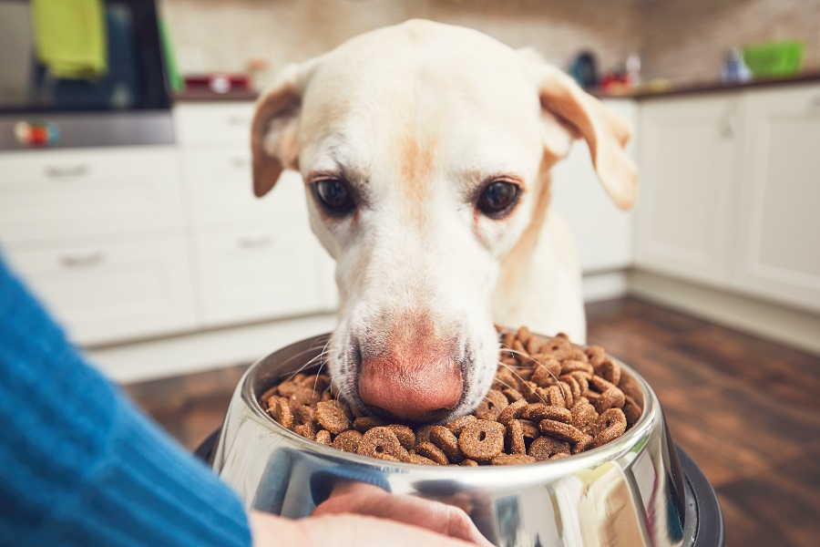 Une bonne santé canine grâce à l’alimentation