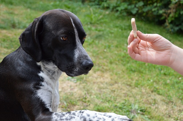 Comportementaliste chiens et chats, Éducateur canin Boulogne-Billancourt et Neuilly (92)