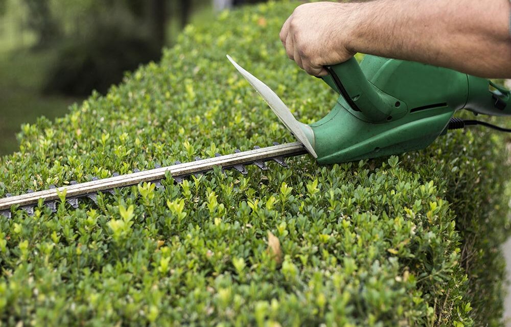 Bricojardin 31, votre jardinier sur Toulouse, élagage, abattage et nettoyage de vos espaces verts