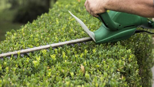 Bricojardin 31, votre jardinier sur Toulouse, élagage, abattage et nettoyage de vos espaces verts